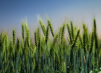 बोंडअळीचा प्रादुर्भाव दिसू नये यासाठी कृषी विभागानं नियोजन सुरु करावं – जिल्हाधिकारी