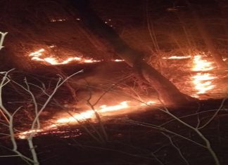 नवेगाव नागझिरा व्याघ्र प्रकल्पातील आग आटोक्यात – तीन हंगामी वनमजूरांचा मृत्यू