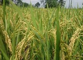 एथेनॉल निर्मितीसाठी पुरवल्या जाणाऱ्या भाताचा दर यंदाही २ हजार रुपये प्रतिक्विंटल