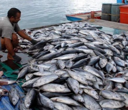 १ जून ते ३१ जुलैपर्यंत मासेमारी बंदी घोषित
