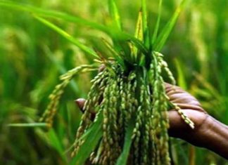 केंद्र सरकारच्या विविध यंत्रणांमार्फत रब्बी गव्हाची आतापर्यंत २९२ लाख मेट्रीक टन गहू खरेदी