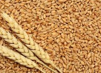 देशभरात आतापर्यंत ४१८ लाख टनांहून अधिक गव्हाची खरेदी