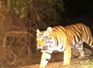 यवतमाळ जिल्ह्यातल्या वाघिणीची हत्या झाल्याप्रकरणी ३ जणांना अटक