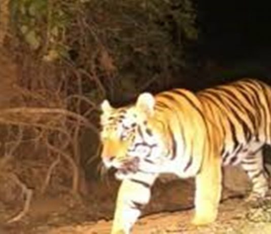 यवतमाळ जिल्ह्यातल्या वाघिणीची हत्या झाल्याप्रकरणी ३ जणांना अटक