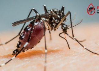 मुंबईत डेंग्यू, मलेरियासारखे आजार रोखण्यासाठी ‘फाइट द बाईट’ मोहिम सूरू