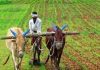 राज्यात जिल्हा मध्यवर्ती सहकारी बँका, व्यापारी बँकांनी शेतकऱ्यांना २०२०-२१ साठी दिलेल्या पीक कर्जाच्या वसुलीला जुलै अखेरपर्यंत मुदतवाढ