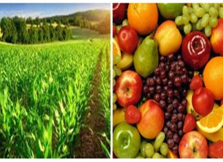 राज्यातील कृषी निर्यातीला चालना देण्यासाठी १४ मार्गदर्शन केंद्र स्थापन करणार