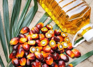 देशात खाद्यतेलाचं उत्पन्न वाढवण्यासाठी राष्ट्रीय पामतेल अभियानाला केंद्रीय मंत्रिमंडळाची मंजुरी