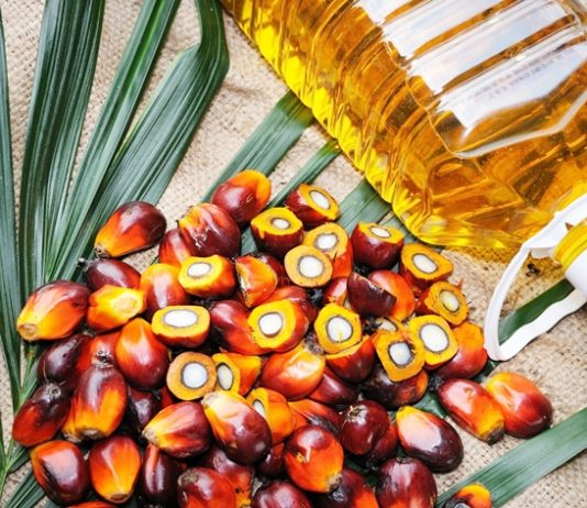 देशात खाद्यतेलाचं उत्पन्न वाढवण्यासाठी राष्ट्रीय पामतेल अभियानाला केंद्रीय मंत्रिमंडळाची मंजुरी