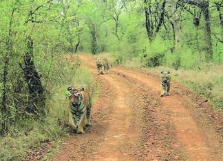 शेतकऱ्यांची शेतमालकी कायम राखण्यासाठी ”कम्युनिटी नेचर कन्झरवंसी” या उपक्रमाअंतर्गत ताडोबा फाउंडेशन आणि शेतकऱ्यांमध्ये करार