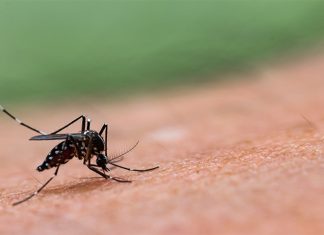 कोरोना विषाणू संसर्गानंतर महाराष्ट्रासह ११ राज्यांत सेरो टाइप-२ डेंग्यूचा फैलाव