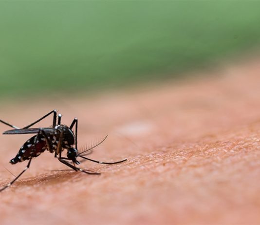 कोरोना विषाणू संसर्गानंतर महाराष्ट्रासह ११ राज्यांत सेरो टाइप-२ डेंग्यूचा फैलाव