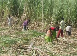 ई-श्रम पोर्टलवर असंघटित कामगारांच्या नोंदणीमध्ये बिहारनंतर नोंदणीच्या बाबतीत ओडिशा राज्याचा दुसरा क्रमांक