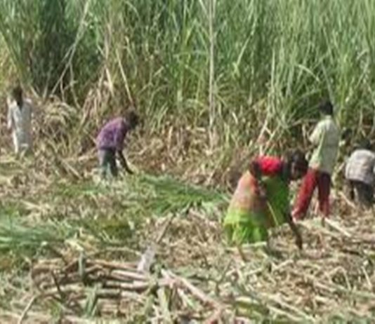 ई-श्रम पोर्टलवर असंघटित कामगारांच्या नोंदणीमध्ये बिहारनंतर नोंदणीच्या बाबतीत ओडिशा राज्याचा दुसरा क्रमांक