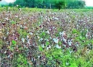 धुळे जिल्ह्यात अतिवृष्टीमुळे ३८ हजार ५५ हेक्टरवरील पिकांचे नुकसान