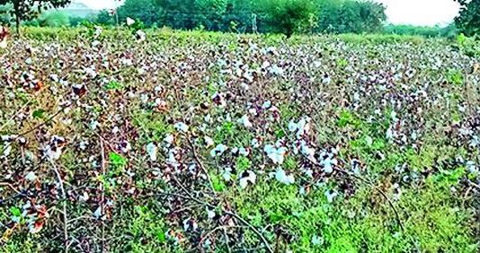 धुळे जिल्ह्यात अतिवृष्टीमुळे ३८ हजार ५५ हेक्टरवरील पिकांचे नुकसान