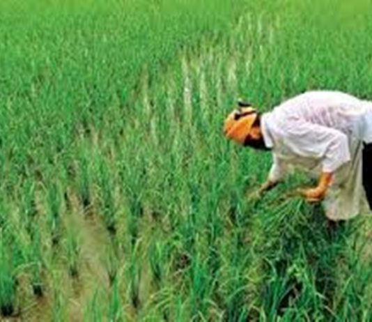 शेतकऱ्यांनी बँकांच्या विविध योजनांचा लाभ घेऊन जीवनात आर्थिक क्रांती घडवून आणावी – चेतन कुमार