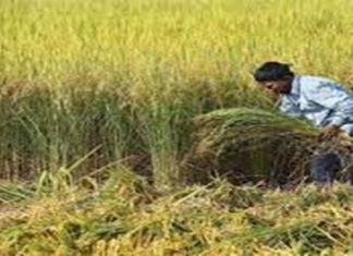 चालू वर्षासाठी ६० लाख हेक्टर क्षेत्रावर रब्बी हंगामाचं नियोजन