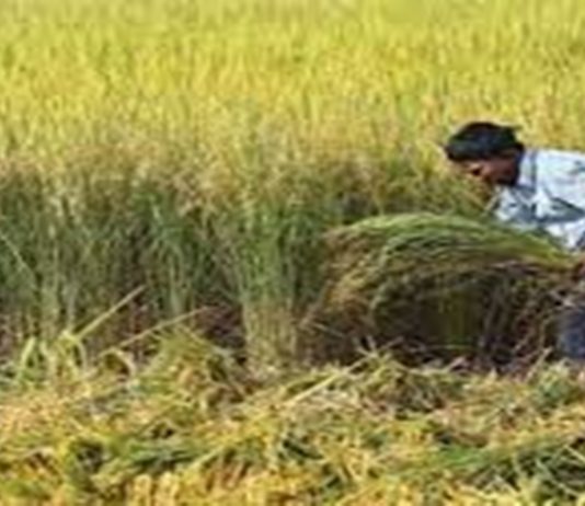 चालू वर्षासाठी ६० लाख हेक्टर क्षेत्रावर रब्बी हंगामाचं नियोजन