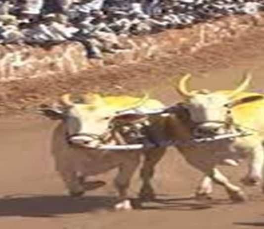 राज्यात बैलगाडा शर्यतींना सर्वोच्च न्यायालयाची सशर्त परवानगी