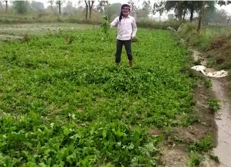 विदर्भात काल अनेक ठिकाणी अवकाळी पाऊस आणि गारपीट, रब्बी पिकांचं नुकसान