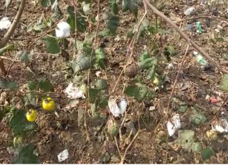 राज्यात अवकाळी पावसामुळं झालेल्या नुकसानीचे पंचनामे करण्याचं काम सुरू