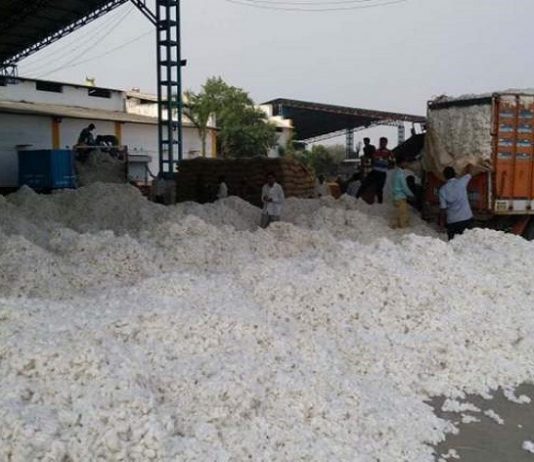 अमरावतीमध्ये कापसाला विक्रमी नऊ हजार पाचशे रुपये प्रति क्विंटलचा दर