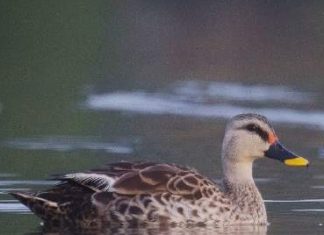 “बर्ड्स ऑफ कोल्हापूर” च्या पक्षिगणनेमध्ये एकशे एक जातींच्या १ हजार ३४ पक्ष्यांची नोंद