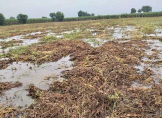 रायगड जिल्ह्यात अवकाळी पावसाने पिकांचे नुकसान