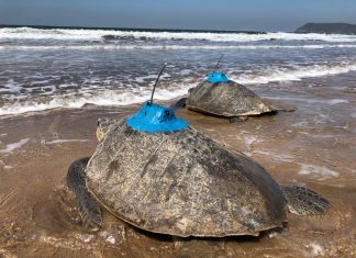 रत्नागिरी येथे आणखी दोन कासवांना सॅटेलाइट ट्रान्समीटर