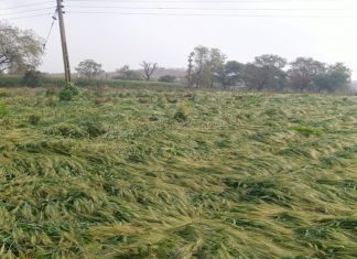 राज्याच्या अनेक भागात झालेल्या अवकाळी पावसानं पिकांचं नुकसान