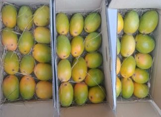 २ वर्षांनंतर हापूस आणि इतर आंब्यांची पहिली खेप अमेरिकेला रवाना