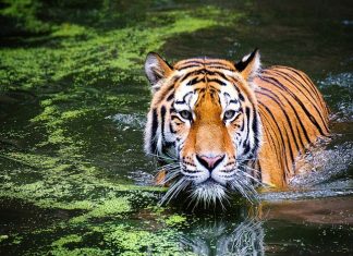 सह्याद्री व्याघ्र प्रकल्पात वन विभागाकडून ३ शिकाऱ्यांना अटक