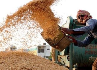 यंदाच्या खरीप हंगामात ७ कोटी ५० लाख टन तांदूळ खरेदी