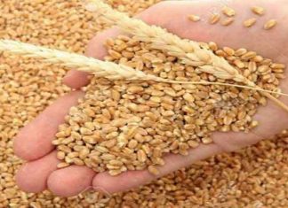 गहू निर्यातीवरील निर्बंध, देशांतर्गत मागणी आणि शेतकऱ्यांच्या हितासाठी घेतल्याचं केंद्राचं स्पष्टीकरण