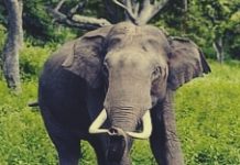 कोल्हापूर जिल्ह्यात आजरा परिसरात टस्कर हत्तीचा वावर वाढला