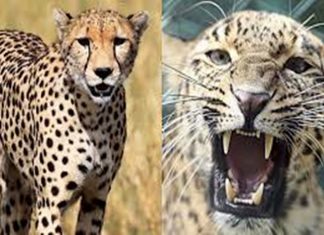 नामिबियातून आणलेले चित्ते मध्यप्रदेशातल्या कुना राष्ट्रीय अभयारण्यात दाखल