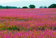 कास पठारावरचं पर्यटन आता प्रदूषणमुक्त आणि पर्यावरणपूरक होणार