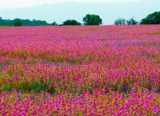 कास पठारावरचं पर्यटन आता प्रदूषणमुक्त आणि पर्यावरणपूरक होणार