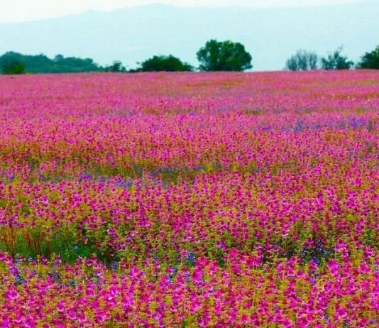 कास पठारावरचं पर्यटन आता प्रदूषणमुक्त आणि पर्यावरणपूरक होणार