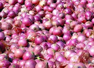 कांदा निर्यातीबाबत केंद्र सरकारची धरसोड वृत्ती