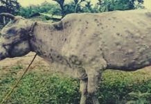 पुण्यातल्या ग्रामीण भागातला लम्पी त्वचा रोगाचा वाढता प्रसार पाहता गुरांचे बाजार आणि वाहतुकीवर बंदी