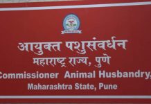 लंपी चर्मरोग बाधित पशुधनाच्या औषधांचा सर्व खर्च शासन करणार – राधाकृष्ण विखे पाटील