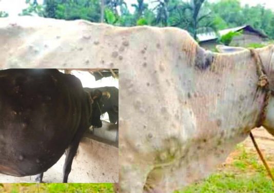 लम्पी चर्मरोगाने बाधित पशुधनाचा मृत्यू झाल्यास सर्व पशुपालकांना नुकसान भरपाई – पशुसंवर्धनमंत्री राधाकृष्ण विखे पाटील