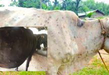 कळपामध्ये चारणे व सार्वजनिक पाणवठ्यावर पाणी पाजणे टाळण्यासाठी गोपालकांमध्ये जागृती करावी – पशुसंवर्धन आयुक्त सचिंद्र प्रताप सिंह