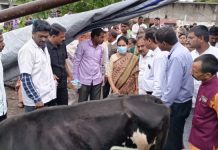 लम्पी चर्मरोगामुळे मृत्युमुखी पडलेल्या ३९७३ पशूंची नुकसान भरपाई पशूपालकांच्या खात्यावर जमा