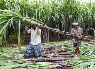 २०२१ ऑक्टोबर आणि सप्टेंबर या कालावधीत भारत हा जगातला सर्वात मोठा साखर उत्पादक आणि ग्राहक देश