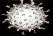 इन्फ्लुएन्झा A H३ N२ चा फैलाव रोखण्यासाठी खबरदारी घेण्याचं केंद्राचं राज्यसरकारांना आवाहन