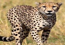 नामिबिया इथून भारतात आणलेल्या साशा नावाच्या चित्त्याचा मूत्रपिंडाच्या आजारानं मृत्यू