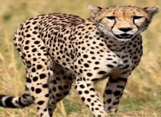 नामिबिया इथून भारतात आणलेल्या साशा नावाच्या चित्त्याचा मूत्रपिंडाच्या आजारानं मृत्यू